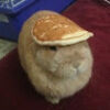 bunnyrainbows77